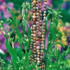 Mărgele naturale Coix lacryma-jobi