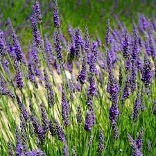 Levantica (0,5 g) seminte planta aromatica Lavandula officinalis, lavanda parfum intens, Opal
