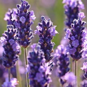 Levantica (1 g) seminte planta aromatica lavanda, parfum intens, Kertimag