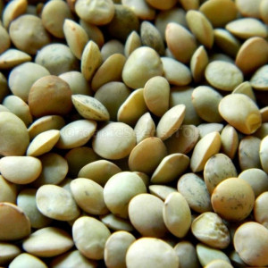 Linte (100 g), seminte planta anuala, rezistenta la seceta, Agrosem