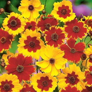 Lipscanoaie mix (0,3 g), seminte planta decorativa anuala Coreopsis tinctoria, flori uni sau bicolore, Agrosem - Img 1