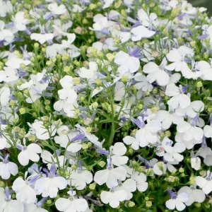 Lobelia Cascade alba (0,2 g) seminte Lobelia erinus curgatoare, inflorire abundenta, Opal - Img 6