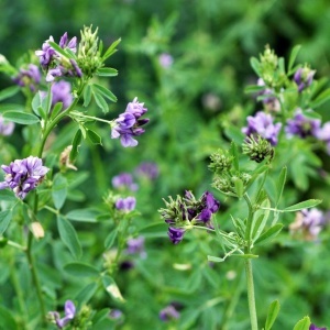 Lucerna Valahia C1 (1 kg) seminte soi romanesc de lucerna foarte productiva, rezistenta la seceta, regenerare rapida, Patru Agro