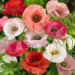 Maci Shirley - Mak Polny (1 g) seminte Papaver rhoeas cu flori simple si duble, diverse culori, Legutko