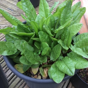 Macris (1,5 g), seminte planta anuala Rumex acetosa, frunze verzi, mari, acrisoare, Prima Sementi