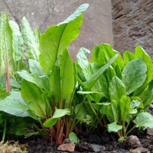 Macris (2 g) seminte Rumex acetosa, frunze mari, acrisoare, pentru gradina sau ghiveci, Kertimag - Img 3