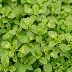Magheran (0,5 g) seminte planta aromatica Majorana hortensis, maghiran foarte aromat, Kertimag - Img 2