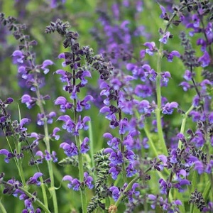 Dracocephalum moldavica - Măghiran moldovenesc