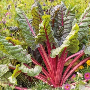 Mangold Rhubarb Chard (5 g) seminte soi decorativ si gustos, petiol rosu intens, frunze verde inchis, ondulate, Legutko - Img 5