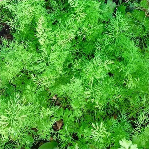 Marar comun (10 g), seminte planta aromatica marar, aroma specifica puternica, Raci Sementi - Img 1