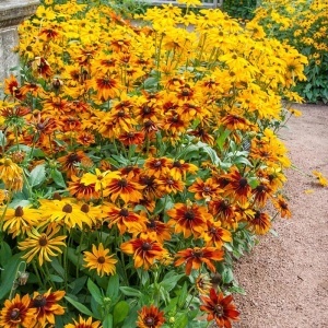 Marita-ma Mama - Rudbeckia (1 g), seminte Rudbeckia hirta, flori combinatii galben, caramiziu, grena, Kertimag - Img 4