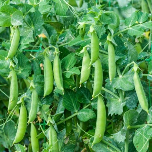 Mazare dulce Ilowiecki (40 g) seminte mazare timpurie zaharata, pastai comestibile, fragede, dulci, Legutko