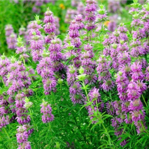 Menta decorativa (0,1 g), seminte planta ornamentala perena rustica Monarda citriodora, flori roz, purpurii, Agrosem