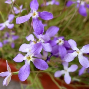Mixandra de Noapte - Maciejka Dwuroga (5 g) seminte Matthiola bicornis, mixandre flori mici roz-violet pal, parfum intens, persistent, Legutko - Img 3