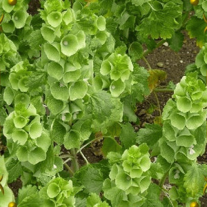 Molucela (0,4 g), seminte planta ornamentala anuala Molucella laevis, flori clopotei irlandezi, mici, tubulare, verzi, Agrosem - Img 2
