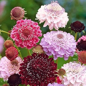 Muscata Dracului amestec (1 g), seminte Scabiosa atropurpurea, flori albe, rosii, roz, purpurii, Kertimag