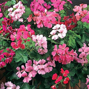Muscate curgatoare mix (5 seminte) Pelargonium peltatum lastari lungi, flori colorate, Opal - Img 2