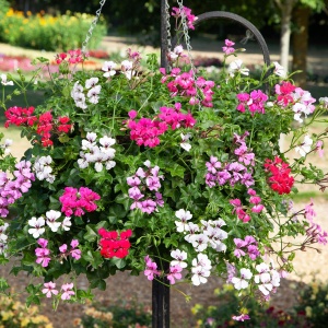 Muscate curgatoare mix (5 seminte) Pelargonium peltatum lastari lungi, flori colorate, Opal