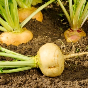 Napi Golden Ball (8 g) seminte napi galbeni cu pulpa dulce, aromata si frunze comestibile, Prima Sementi - Img 2