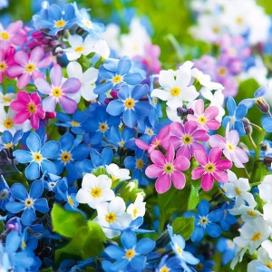Nu Ma Uita mix - Niezapominajka alpejska (0,5 g) seminte Myosotis alpestris, flori mici albastre, albe si roz deschis, Legutko