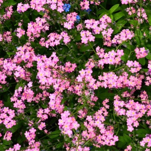 Nu Ma Uita roz - Niezapominajka Alpejska (0,3 g) seminte Myosotis alpestris cu flori mici, delicate, roz, Legutko - Img 2