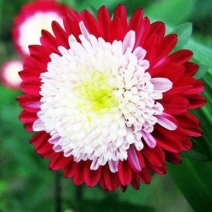 Prim plan cu floare de Calistephus chinensis Aster Gusford Supreme Roșu cu alb