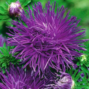Ochiul Boului Harz albastru (0,4 g), seminte Aster, planta decorativa anuala Callistephus chinensis, flori mari, petale ascutite, Agrosem