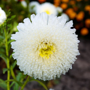 Ochiul Boului Princess alb (0,3 g), seminte Aster, planta decorativa anuala Callistephus chinensis, flori extrem de atractive, Agrosem