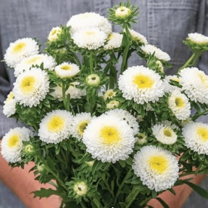 Ochiul Boului Princess alb (1 g), seminte Aster, planta decorativa anuala Callistephus chinensis, Kertimag - Img 3