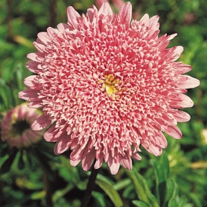 Ochiul Boului Princess roz-somon - Aster Chinski Ksiazecy (1 g) seminte Callistephus chinensis flori bogate roz, Legutko - Img 3