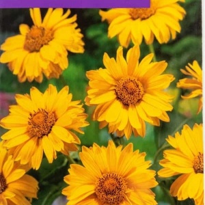 Plic semințe flori Ochiul-Boului fals Heliopsis scabra Sunflower