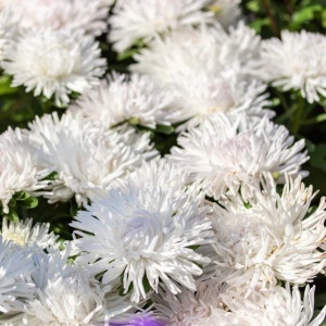 Ochiul Boului Unicum alb (1 g) seminte Aster Callistephus chinensis cu flori mari, petale ascutite, Kertimag - Img 3