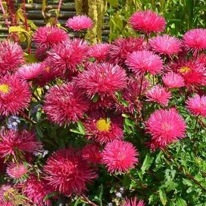 Ochiul Boului Unicum rosu (1 g) seminte Aster Callistephus chinensis cu flori mari, petale ascutite, Kertimag - Img 2
