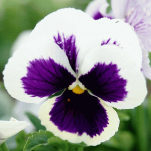 Panselute albe (0,1 g), seminte pansele Viola witrockiana, flori albe delicate, Agrosem