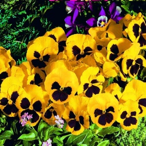Panselute Swiss Giants Rhinegold (0,25 g) seminte pansele Viola witrockiana, flori foarte mari galben cu negru, Kertimag - Img 2