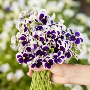 Panselute Swiss Giants Silverbride (0,25 g) seminte pansele Viola witrockiana, flori foarte mari, albe cu centrul mov, Kertimag - Img 2