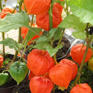 Papalau (0,1 g), seminte planta ornamentala Physalis alkekengi, fructe decorative, comestibile, Agrosem - Img 3