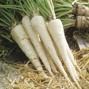 Patrunjel radacina Alba (5 g), seminte soi semitardiv, radacini albe, gust placut, Agrosem