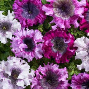 Petunie Superbissima amestec de culori (0,13 g) seminte Petunia hybrida Superbissima, petale gofrate, Kertimag
