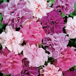 Petunie Superbissima F1 mix (0,01 g), seminte Petunia hybrida Superbissima F1, flori batute, petale gofrate, Agrosem - Img 1