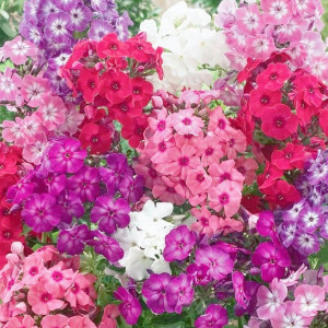 Phlox amestec (0,3 g), seminte plante ornamentale anuale Phlox drummondii, Scanteiute, Brumarele, Nova Sem