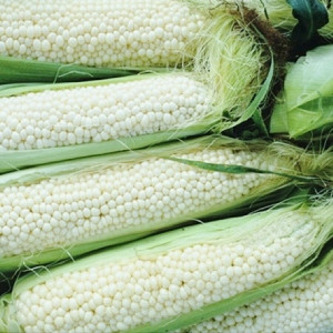 Porumb de floricele Plomyk (3 g), seminte porumb pentru popcorn, floricele fragile, crocante, Horti Tops - Img 2