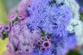 Pufuleti mici mix (0,1 g), seminte Ageratum mexicanum, planta decorativa anuala, flori delicate, diverse culori, Agrosem - Img 2