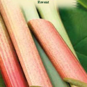 Revent - Rubarbar (0,4 g), seminte planta medicinala si aromatica Rheum rhabarbarum, Agrosem - Img 2