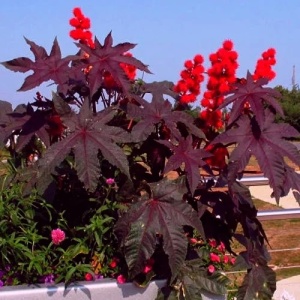 Ricin (3 g) seminte planta ornamentala anuala Ricinus communis, Kertimag