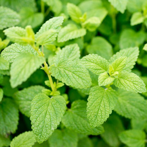 Roinita (0,5 g) seminte planta aromatica Melissa oficinalis, efecte benefice asupra digestiei, Opal