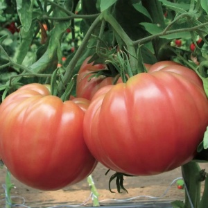 Rosii Belmonte F1 (0,3 g) seminte tomate foarte mari, roz inchis, hibrid italian de tip Beef gigant, gust autentic dulce, Prima Sementi