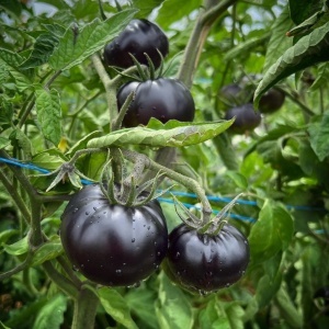 Rosii Black Beauty (0.2 g) seminte tomate negre carnoase tip Inima de Bou, miez rosu dulce, seminte putine, Legutko - Img 2