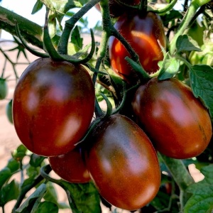 Roșii Black Plum pe plantă