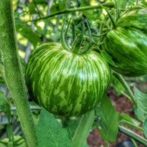 tomate green zebra in gradina